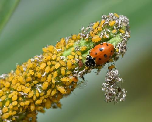 Aphis nerii